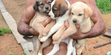 MACHADINHO: Homem é encontrado morto em zona rural do município