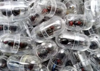 Uma formiga por mais de R$ 1 mil: a nova fronteira do tráfico de vida selvagem