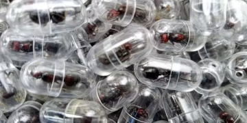 Uma formiga por mais de R$ 1 mil: a nova fronteira do tráfico de vida selvagem