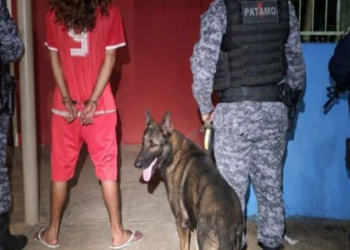 Operação do PATAMO e Canil de Jaru frustram transporte de drogas em Vale do Anari