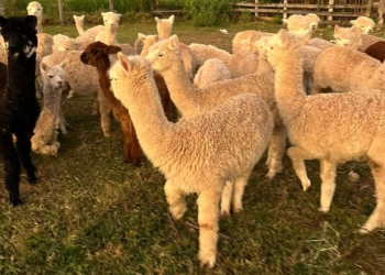 Lhamas apreendidas no Acre seriam levadas para a Rondônia Rural Show, diz proprietário