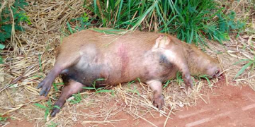 Mãe é entubada e filha fica ferida após motocicleta atingir capivara na zona rural em Jaru
