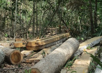 PF investiga exploração ilegal de madeira e de minério em terras indígenas