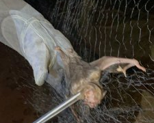 Três morcegos testam positivo para o vírus da raiva em Jaru, Cacoal e Cacaulândia; população deve evitar contato com os animais