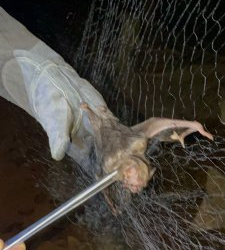 Três morcegos testam positivo para o vírus da raiva em Jaru, Cacoal e Cacaulândia; população deve evitar contato com os animais