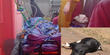 Adolescente de 17 anos fica gravemente ferido após colidir com animal na RO-133