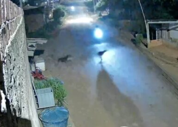 Acidente no Setor 5 reacende alerta sobre animais soltos nas ruas de Jaru
