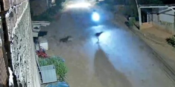 Acidente no Setor 5 reacende alerta sobre animais soltos nas ruas de Jaru